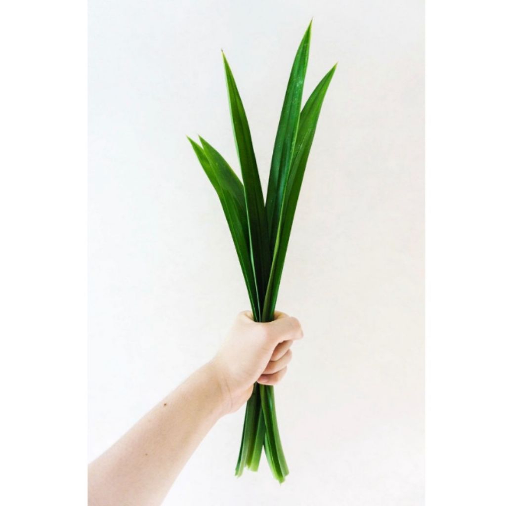 

Daun Pandan Wangi Segar Fresh Organik • 1 ikat 4 helai panjang