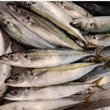 

Ikan Layang segar tiap pagi 500gr