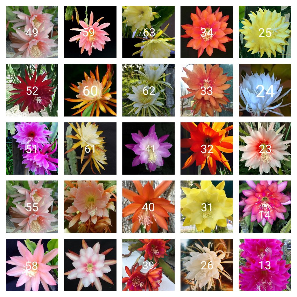 Tanaman hias gantung Wijaya Kusuma paket 25 macam jenis bunga