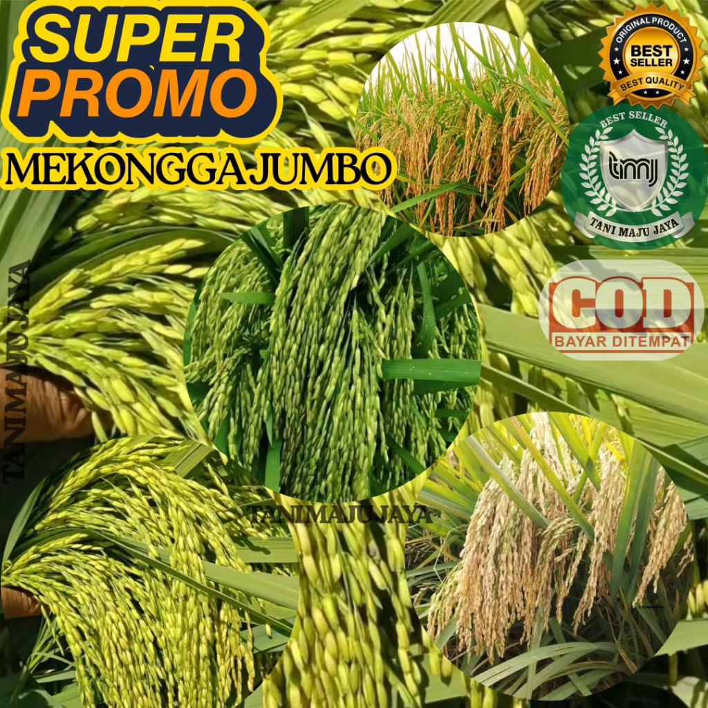 SUPER PROMO 10 KG BIBIT PADI BENIH PADI UNGGUL VARIETAS MEKONGGA JUMBO KEMASAN 5 KG