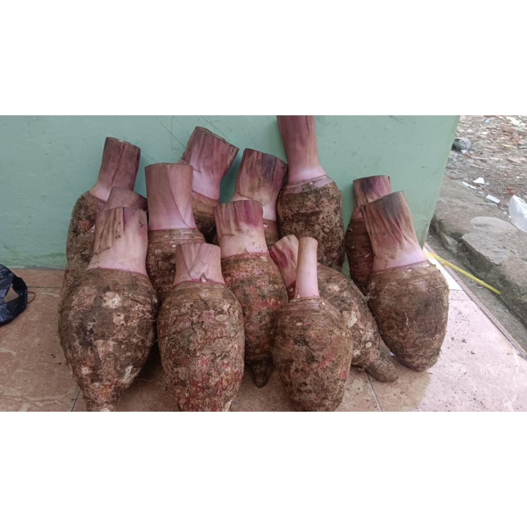 

Talas Bogor Anti Gatal dijamin Pulen (1200gr-1700gr)