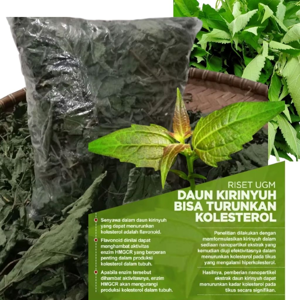 

Kirinyuh herbal alami 500gr pengobatan tradisional