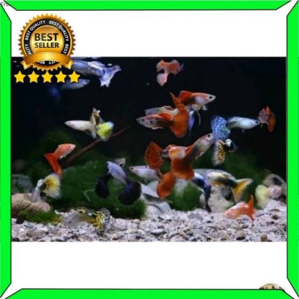 

Packing kardus Guppy Cendolan mix 6 ekr