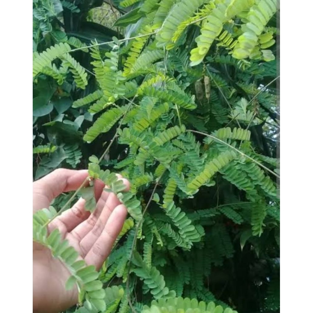 

Daun Saga fresh langsung petik dari pohonnya dijual 1 bungkus