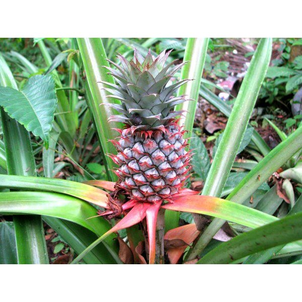 

NANAS MUDA UNTUK RUJAK DAN LUTIS-NANAS PENTIL-NANAS MUDA MASIH MERAH DAN SETENGAH TUA