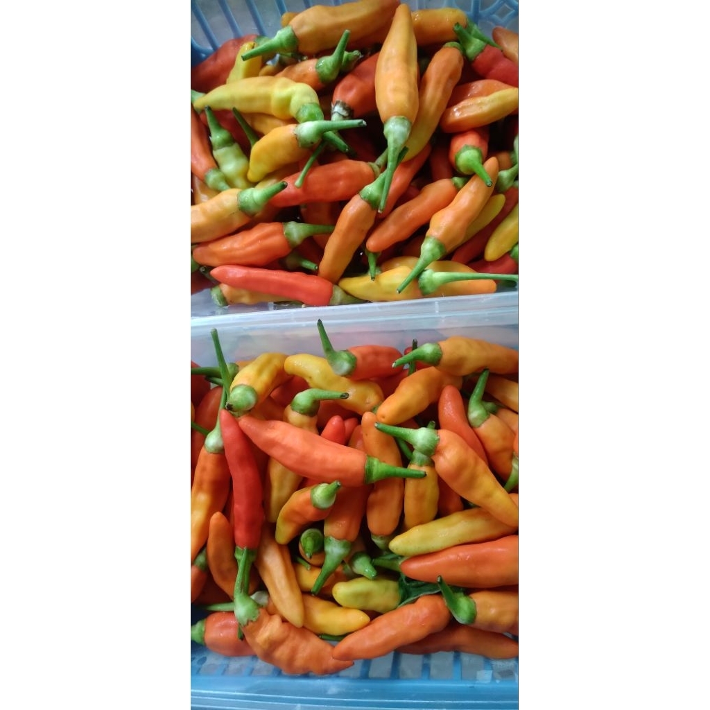 

CABE RAWIT SETAN GRADE A