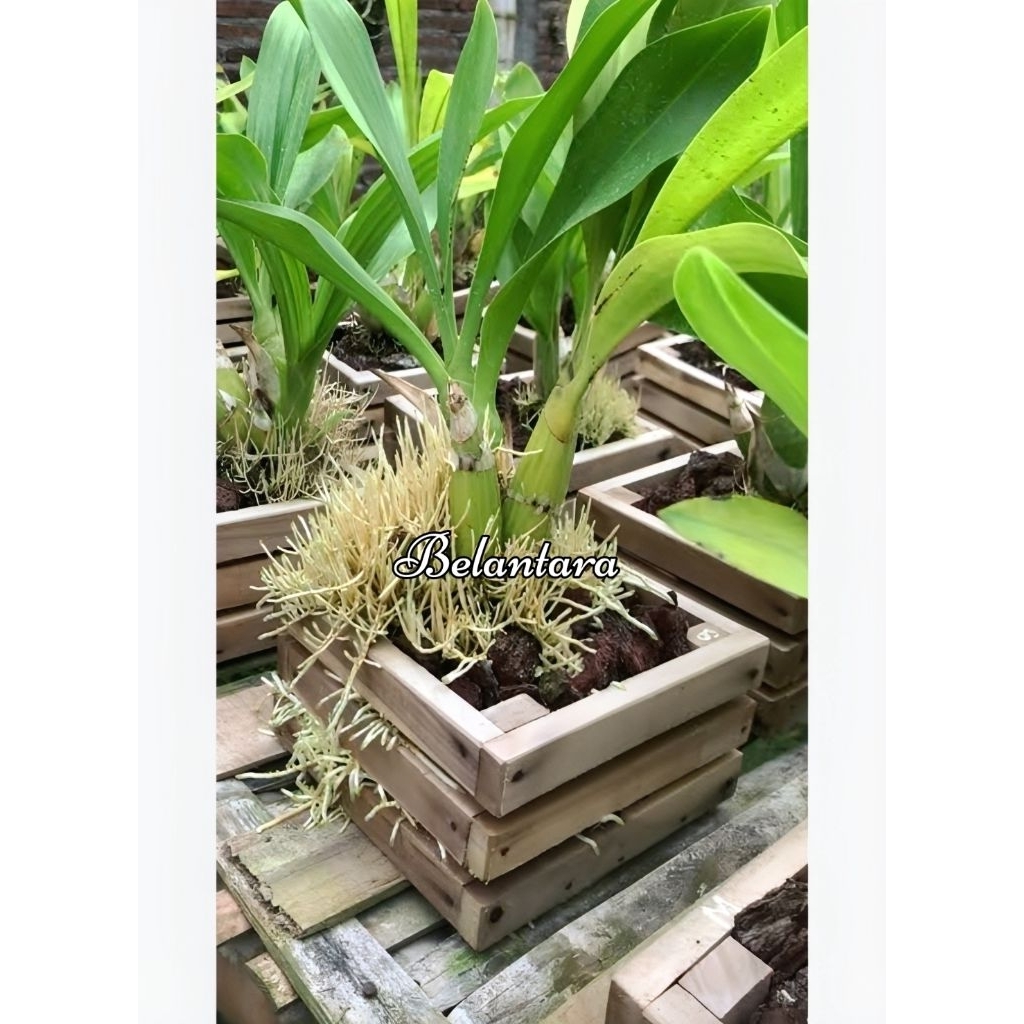 Promo Anggrek Grammatophyllum siap berbunga