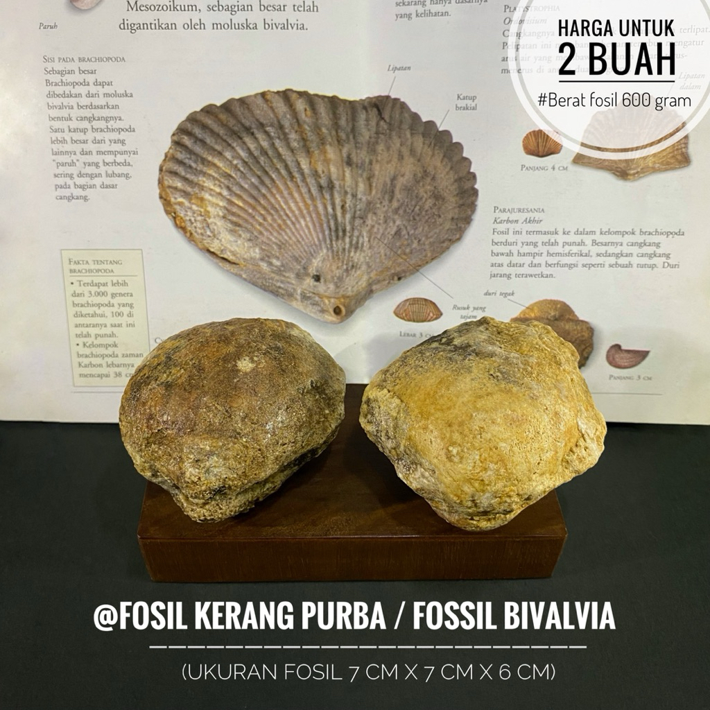 Fosil Kerang Bivalvia Purba B42 atau Fosil Kijing atau Fossil Shell atau Fosil Keong atau Fosil Temu