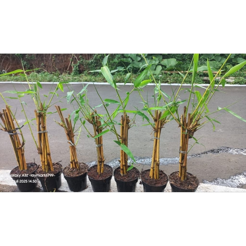 Bambu kuning tumbuh + pot media tanam 5 pohon