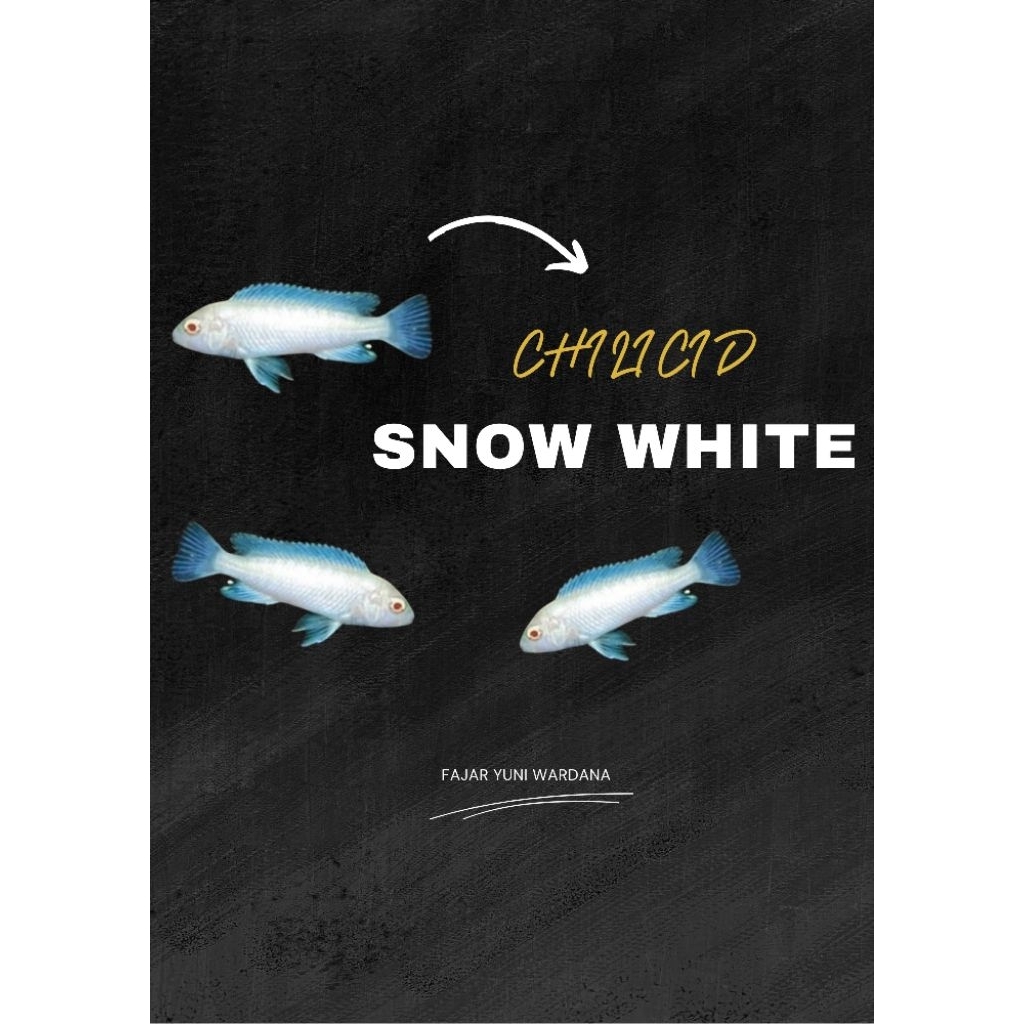cichlid snow white paket 3 pcs murah