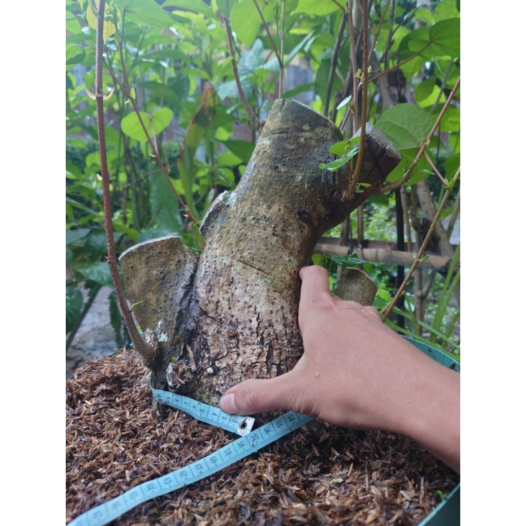 bahan bonsai waru lokal prospek