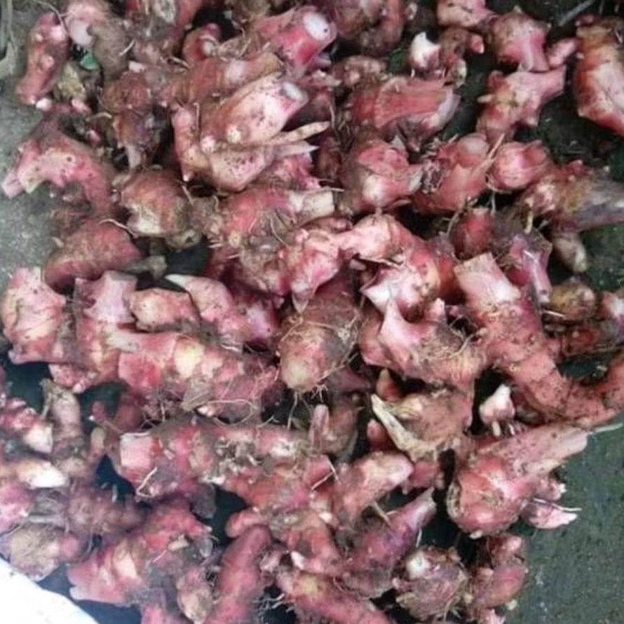 

jahe merah segar siap kirim sudah bersih 500 gram