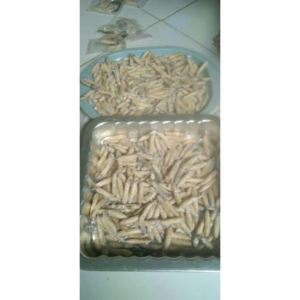 kepompong pisang umpan mancing jitu buat bawal harian .lomba perekor