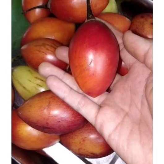 

Terong Belanda 500 gr Buah Kori Unik
