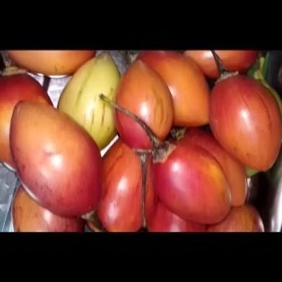 

Terong Belanda 500 gr Buah Viral langsung petik dari kebun