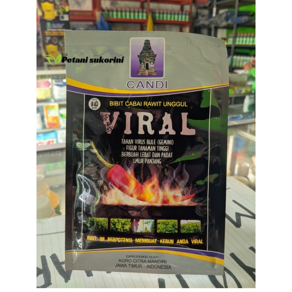 

cabai viral toleran virus Gemini original