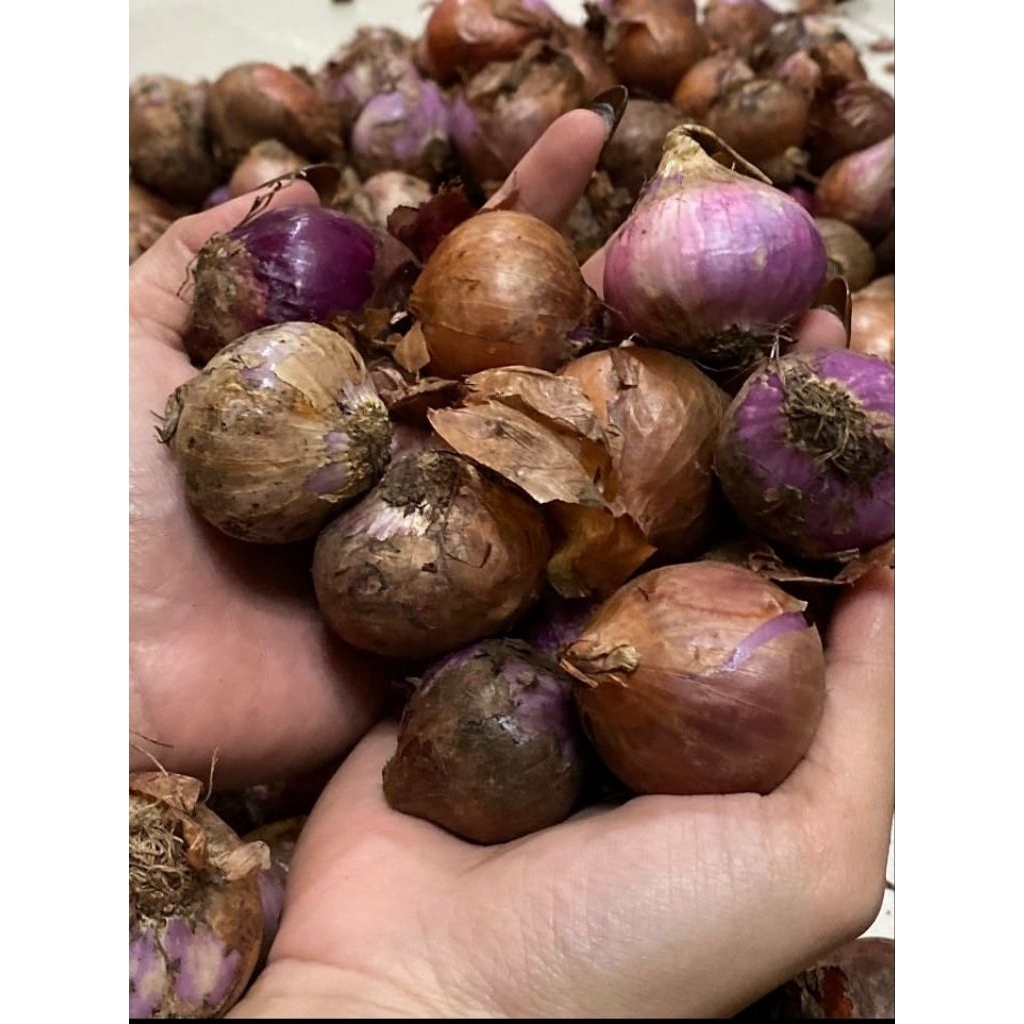 

Bawang merah murrah berkualitas, bawang merah bumbu masak