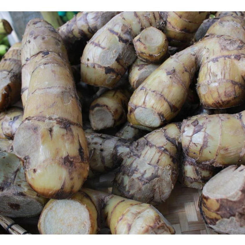 

Umbi Ganyong 1 Kg Segar Organik Free Ongkir