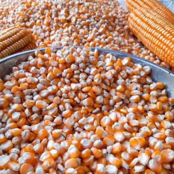 

jagung kecil / jagung perci kuning 1kg jagung pakan burung dara