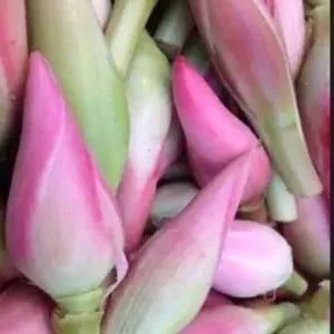 

Kecombrang/Rias Medan 1 Buah