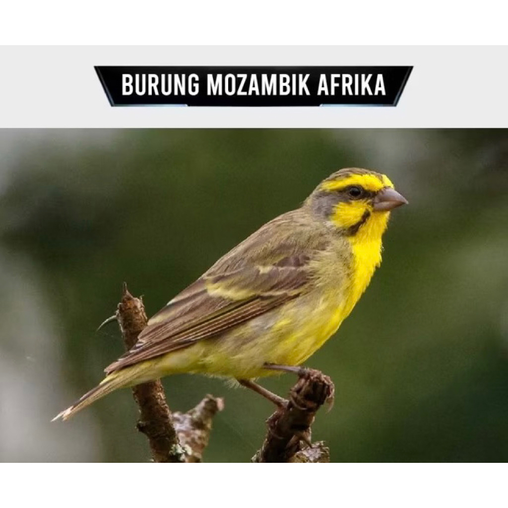 mozambik impor pilihan jantan