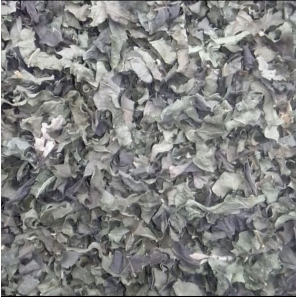 

Daun Afrika Kering 250 Gram