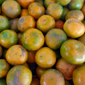 

jeruk medan berastagi grade A