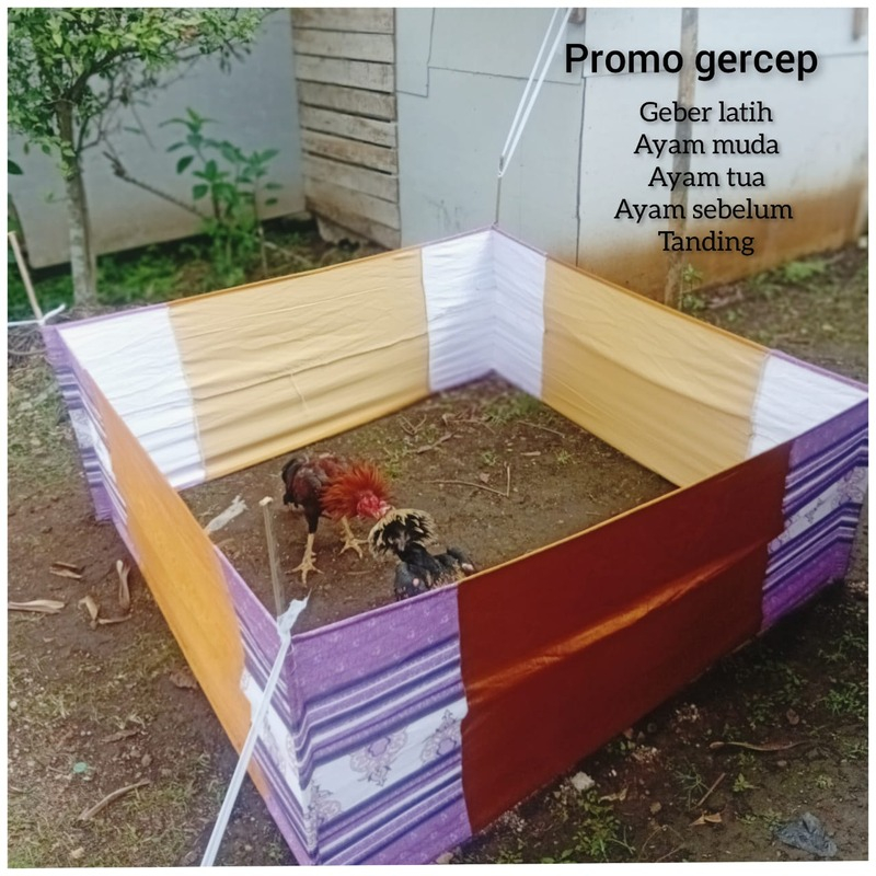 Geber ayam aduan Lebar 2meter x 2meter  Murah Tinggi 75cm ring arena aduan ayam bangkok