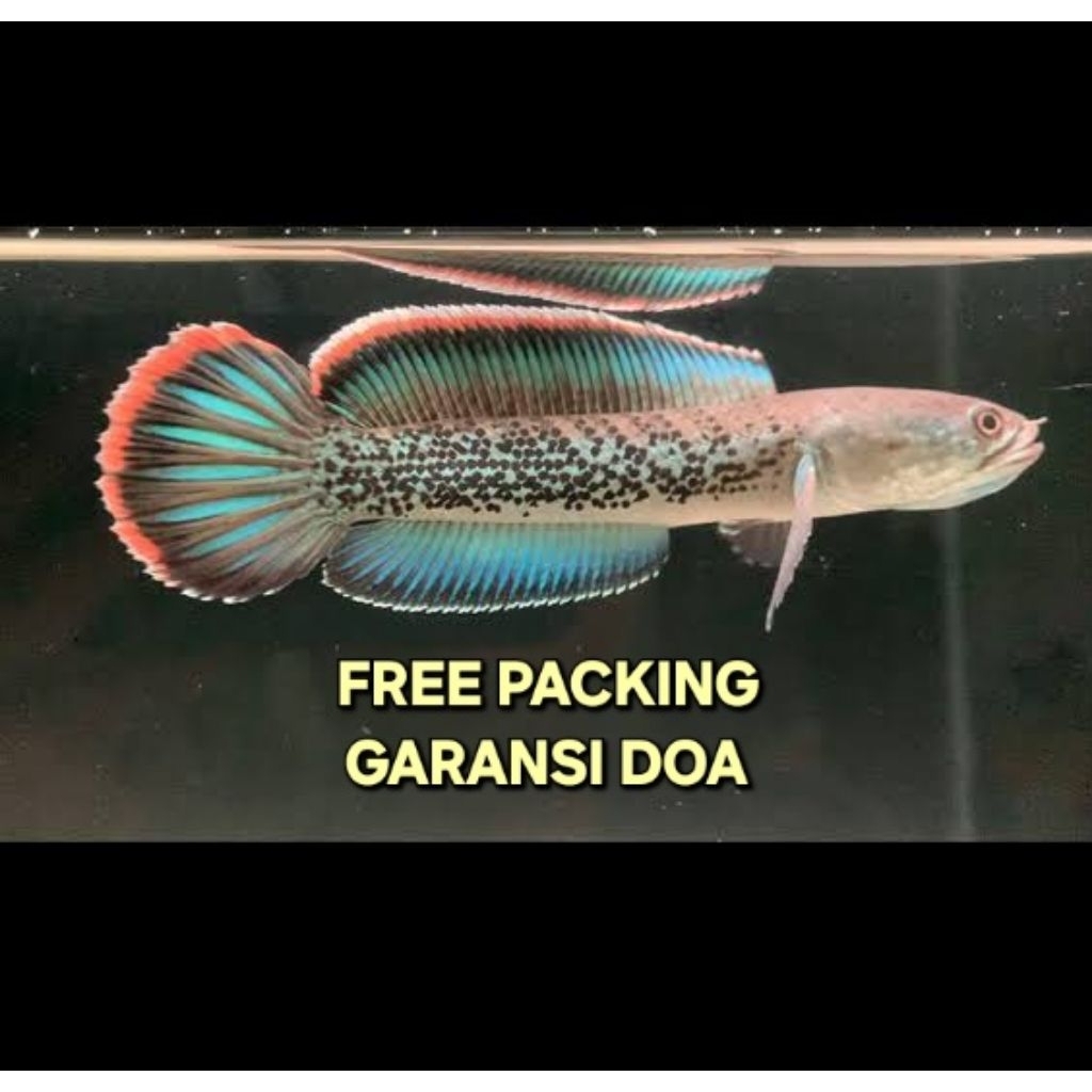 Stewarti Arunachal super grade VIP GARANSI ORIGINAL