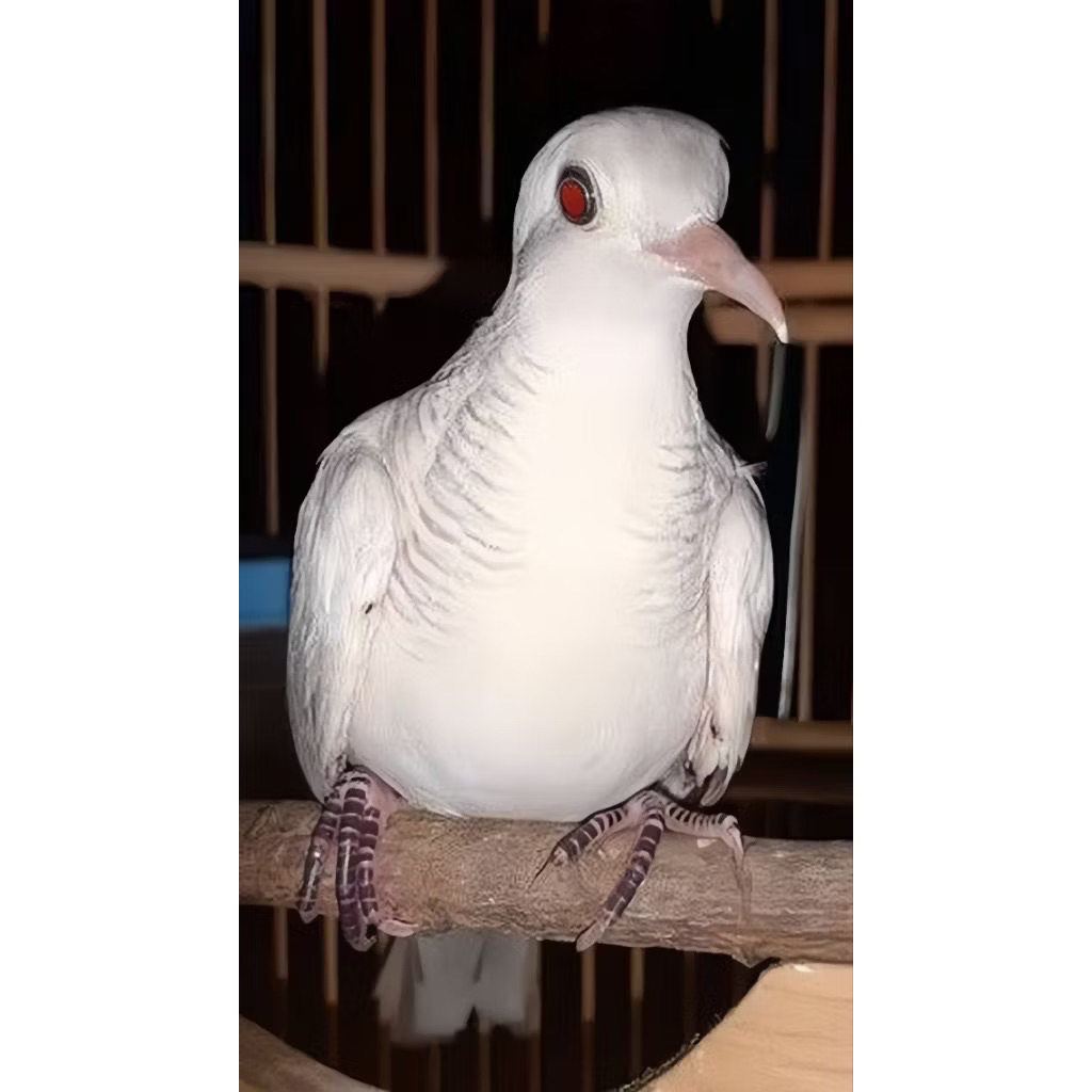 Perkutut putih mata merah lurik pilihan