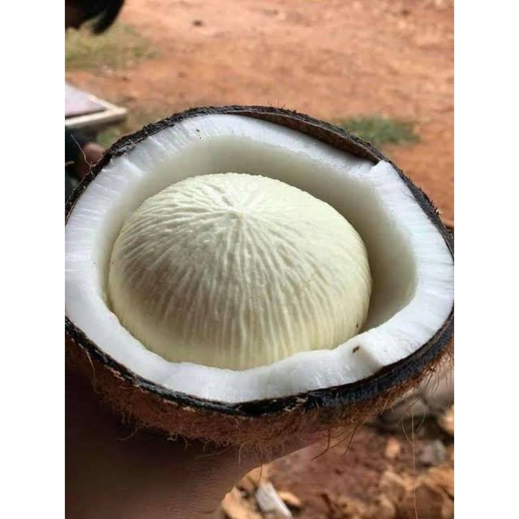 

kentos kelapa 1butir manis empuk