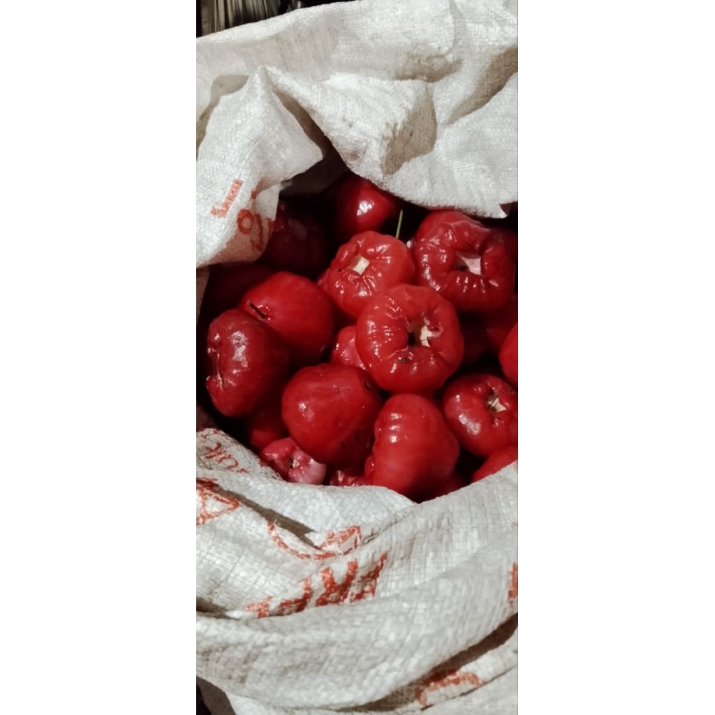 

Jambu Air perkilo cocok untuk rujak dan lutisan