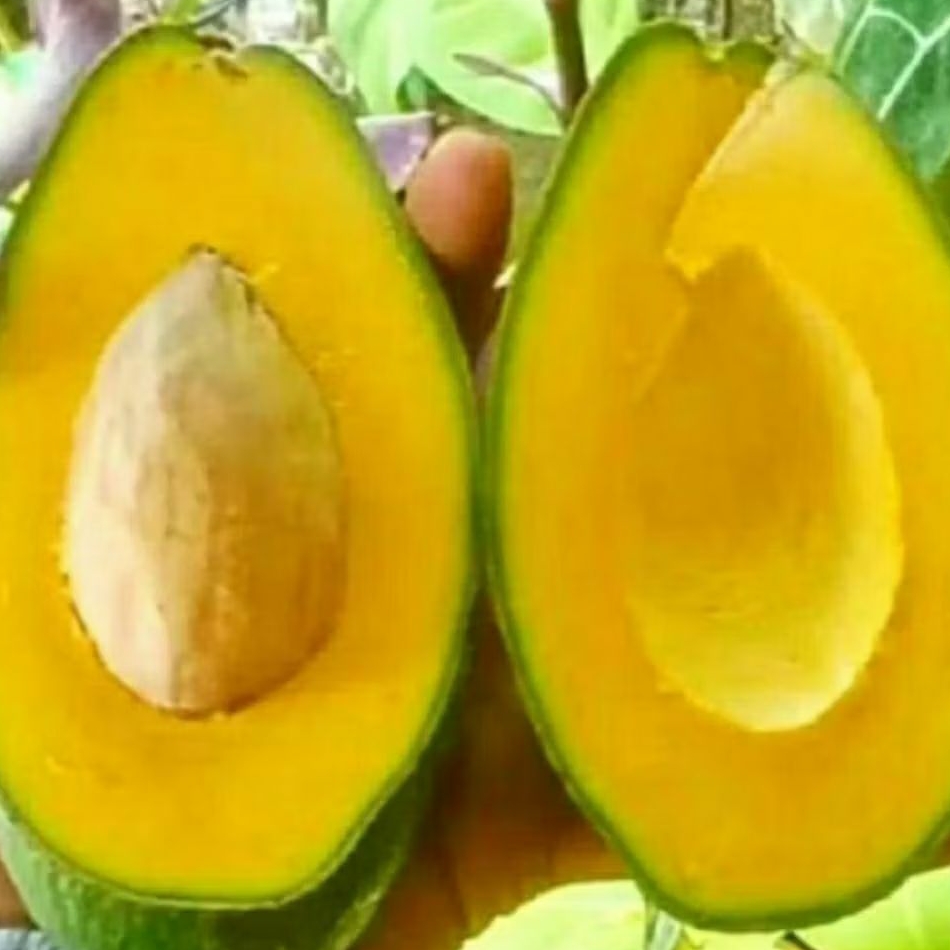 

MURAH BANGET !!! ALPUKAT MENTEGA 1 KG (GARANSI)