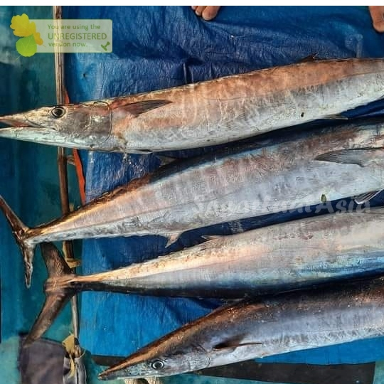 

Ikan Tenggiri Segar 1Kg Ikan Tenggiri Jantan Ikan Tengiri