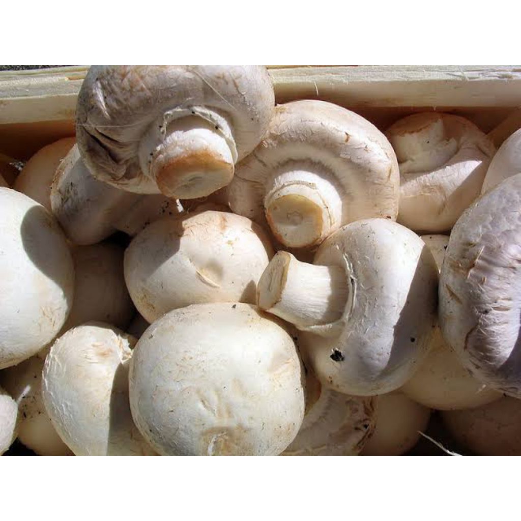 

Jamur Kancing Jamur Champignon 250 g