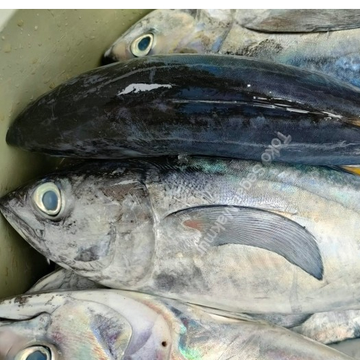 Ikan Tongkol / Ikan tongkol segar / Ikan tongkol 1Kg / Ikan tongkol Abu Abu / Seafood / Ikan Laut / 