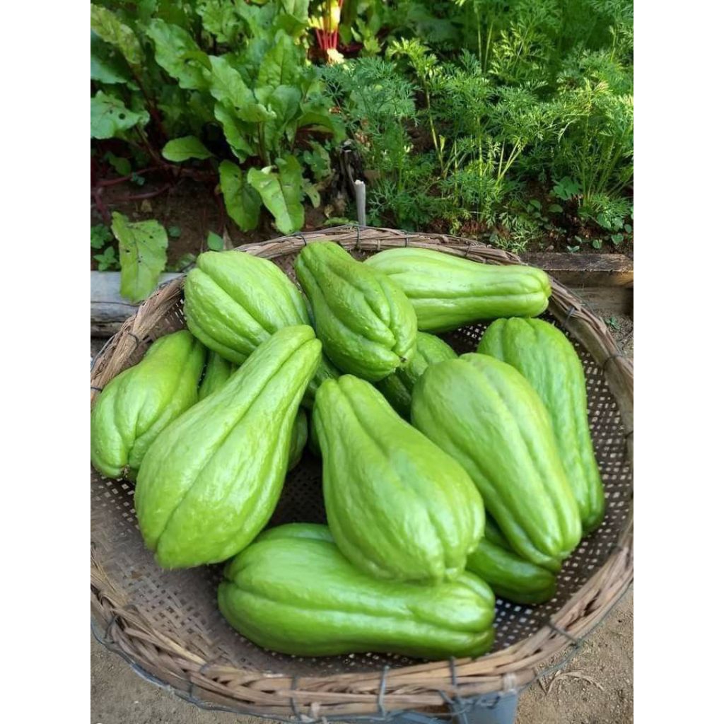 

Labu Siam Fresh 1kg / waluh cina / jipang fresh siap kirim langsung