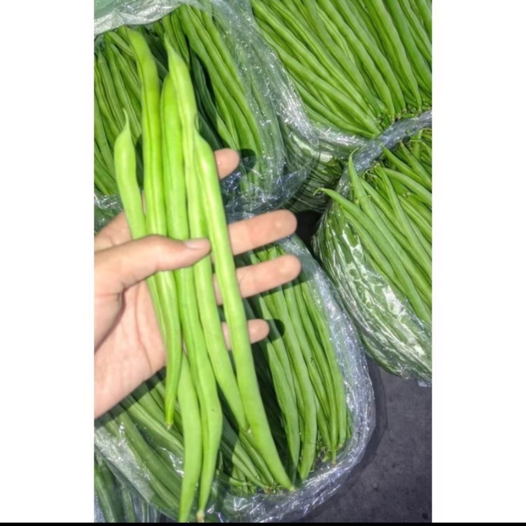 

Kacang buncis segar 1kg