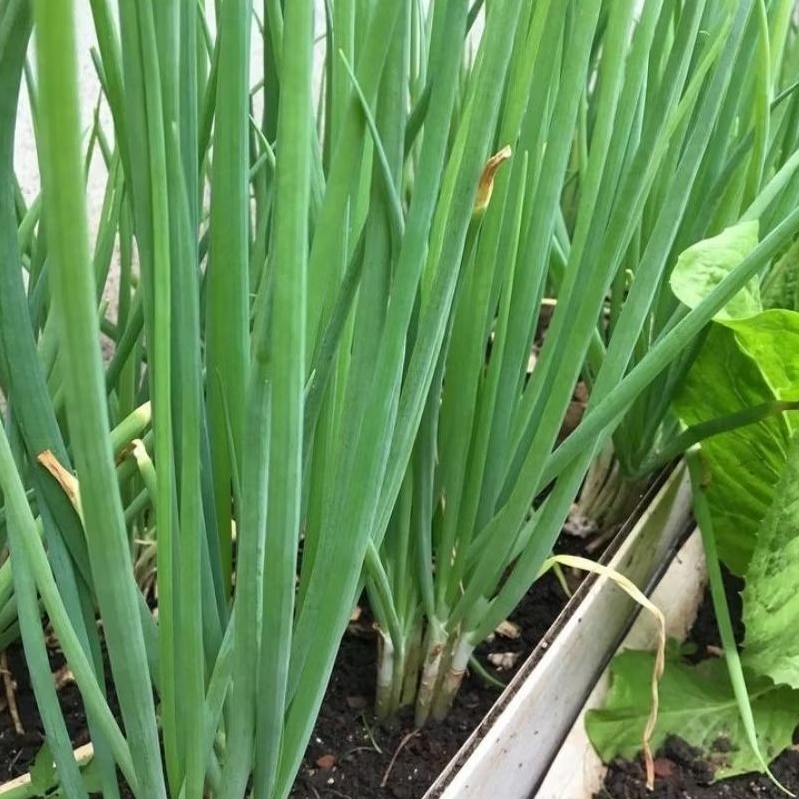 

daun bawang sayur segar siap kirim berat 500 gram