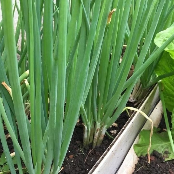 

daun bawang sayur segar siap kirim berat 1 kg