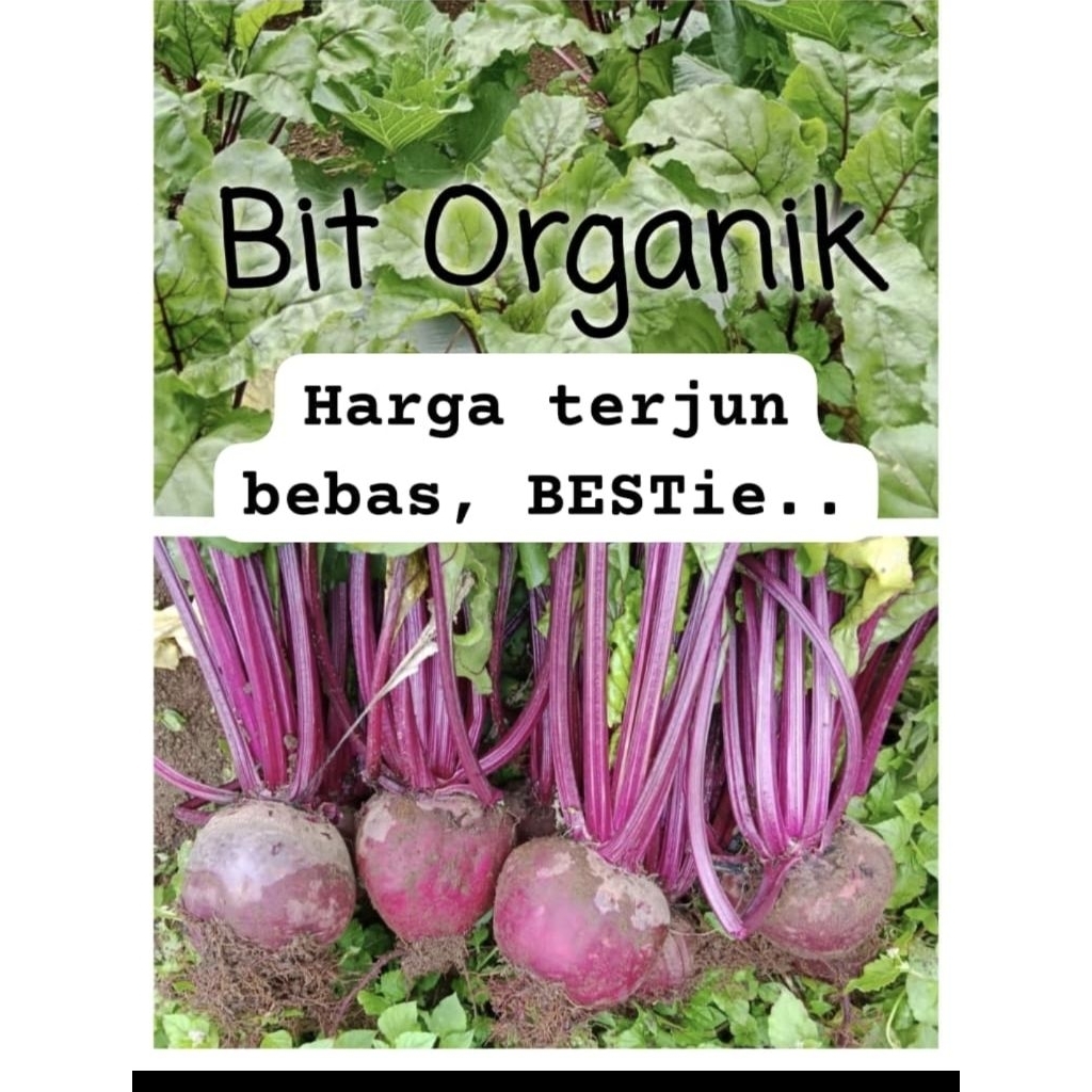 

bit root/buah beet pupuk kandang tanpa pupuk kimia/ bit organik