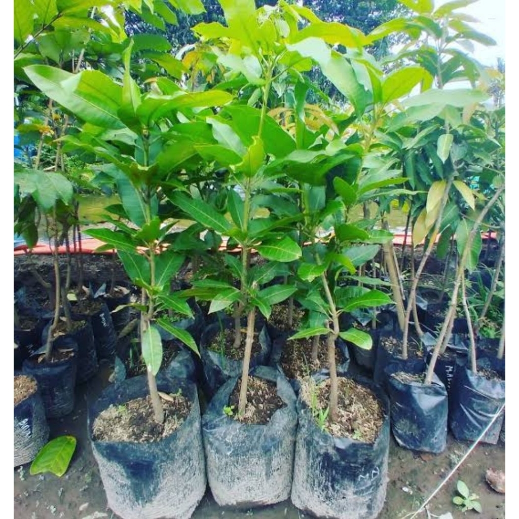 Bibit mangga manalagi super