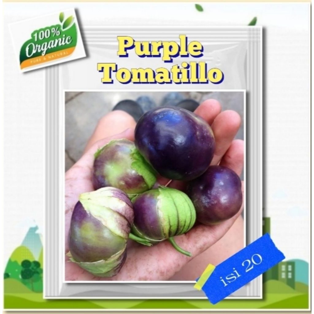 Benih Ciplukan Ungu Benih Ciplukan Jumbo Purple Tomatillo