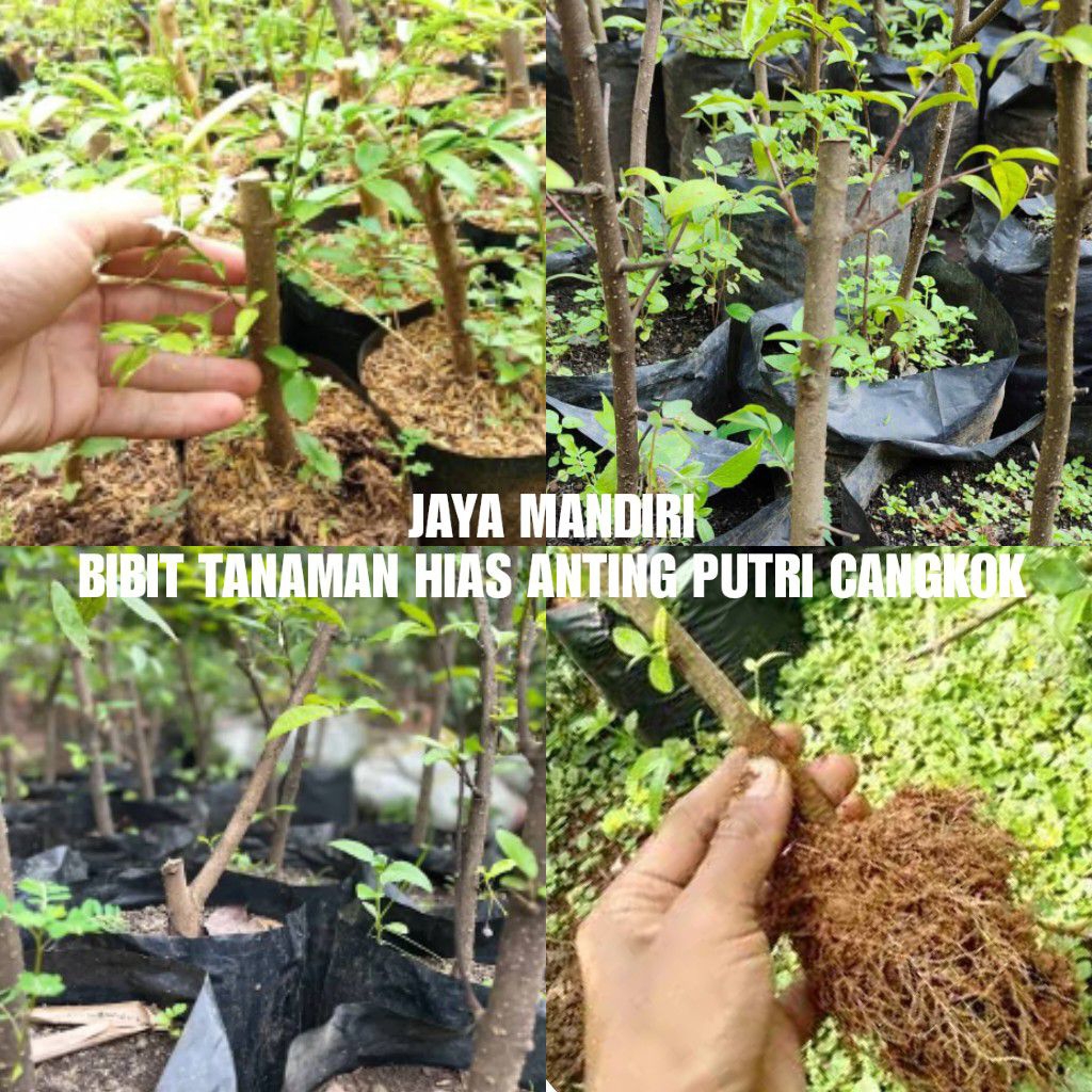 BIBIT ANTING PUTRI CANGKOK (TANAMAN ANPUT CANGKOK)