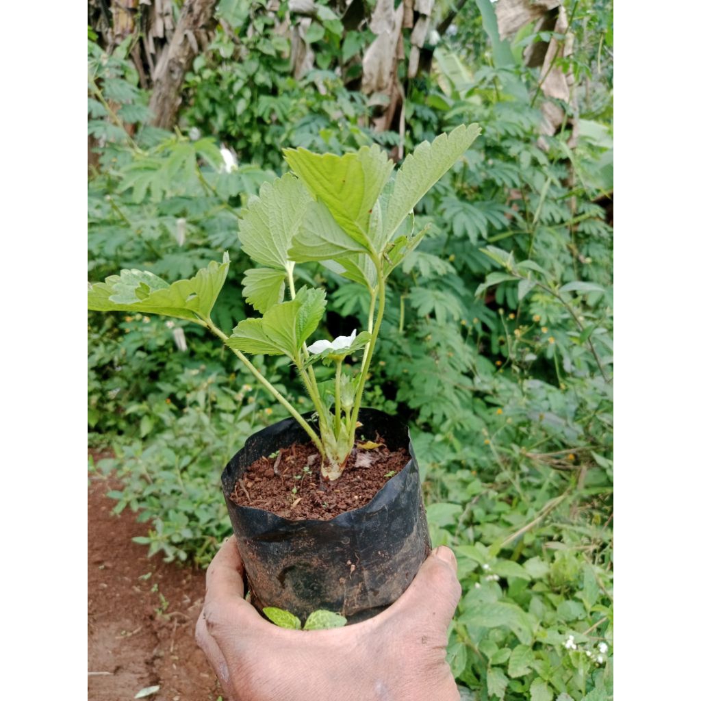 bibit pohon strawberry SAGAHONOKA POLIBEK
