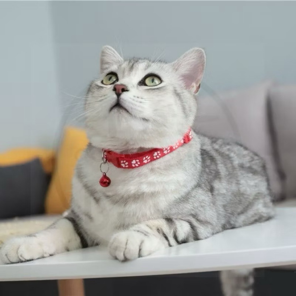 PH09 Kalung Kucing Lonceng Motif Jejak Kucing Cat Paw / Kalung Kucing Nama dan Lonceng Tali Leher An