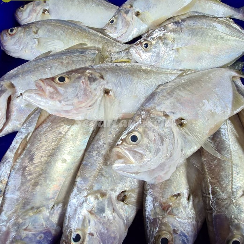 

Ikan Bagas Segar 1Kg Ikan Bagas Utuh