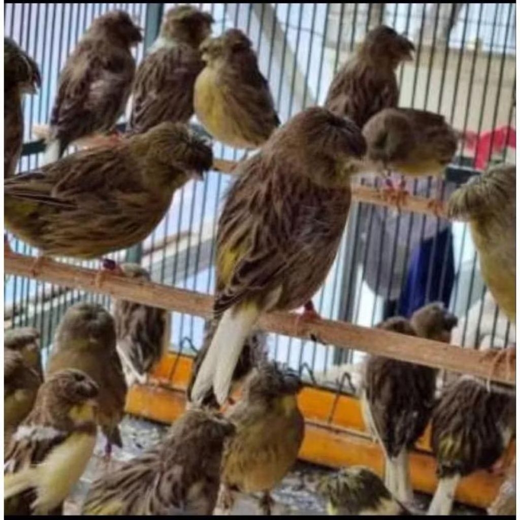 kenari loper gelap pilihan jantan