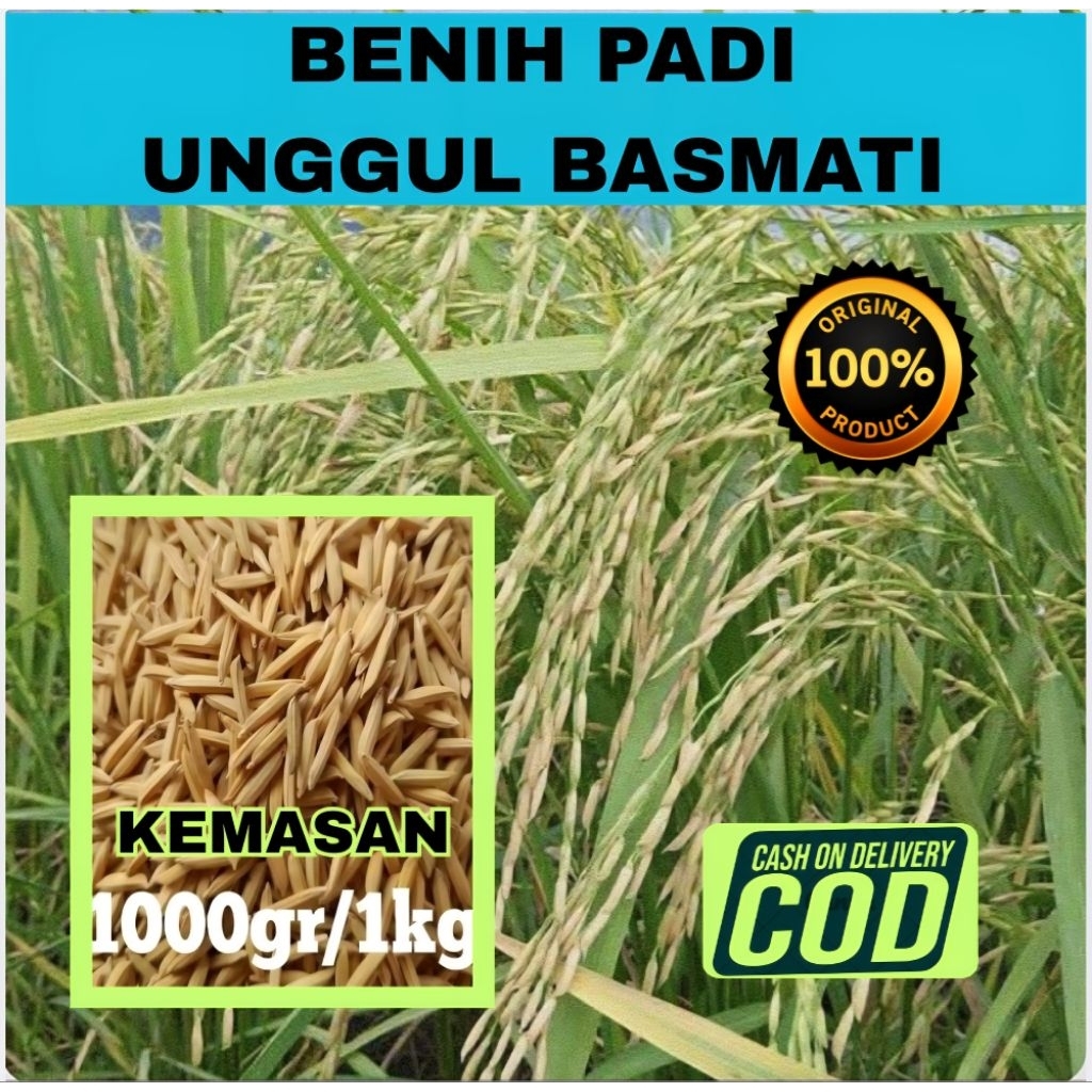 BENIH BIBIT PADI BASMATI SUPER UNGGUL KEMASAN (1KG)