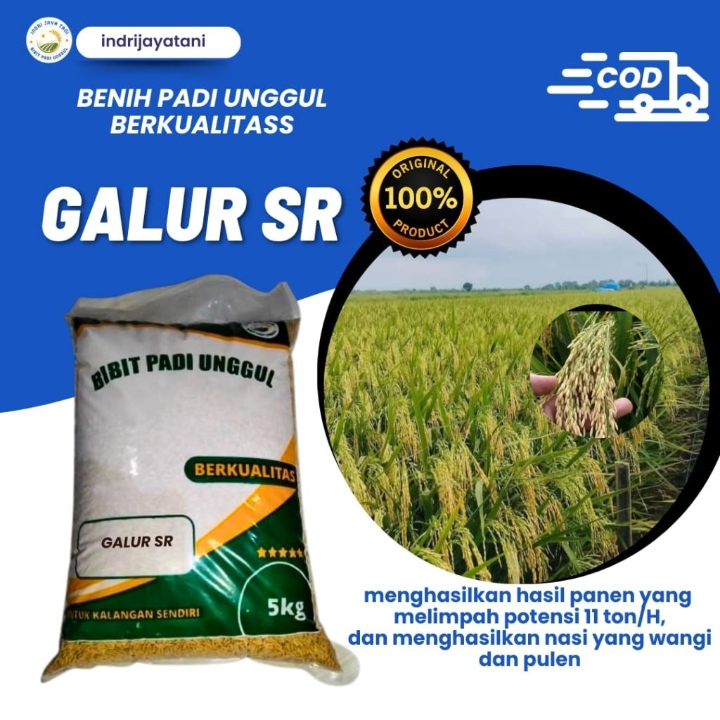 

benih padi unggul dan berkualitas GALUR SR 5kg
